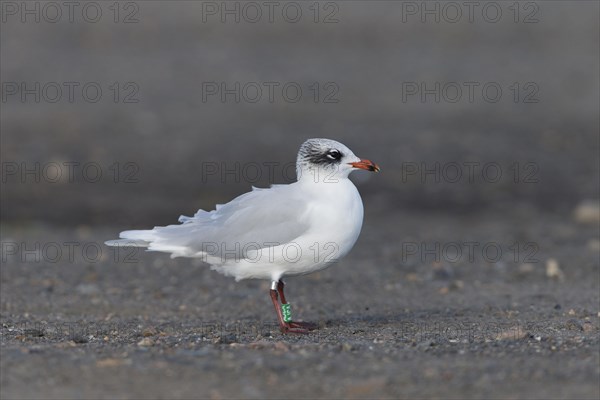 Mediterranean Gull