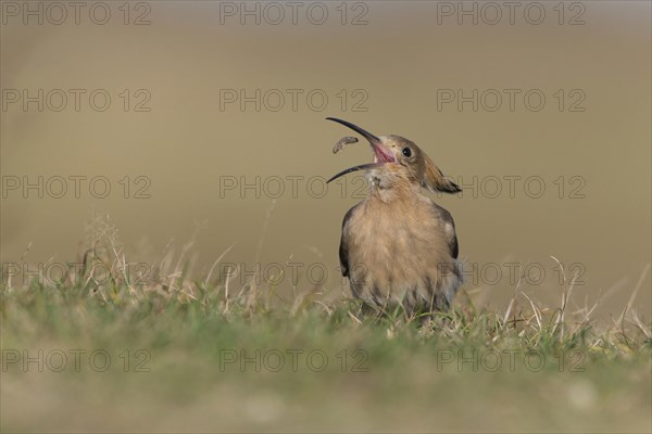 Eurasian Hoopoe