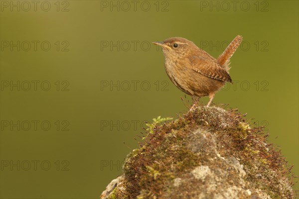 Eurasian Wren