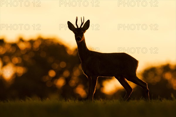 Western Roe Deer