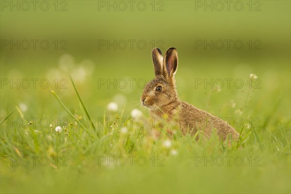 European Hare