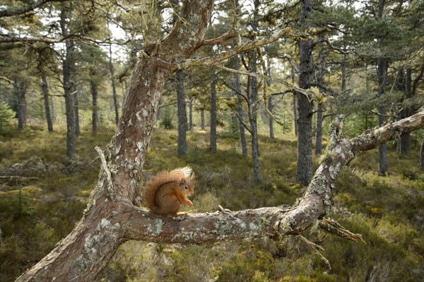 Eurasian Red Squirrel