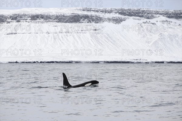 North Atlantic Killer Whale