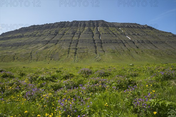 Bl'gresi flowers