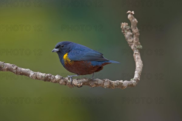 Chestnut-bellied Euphonia