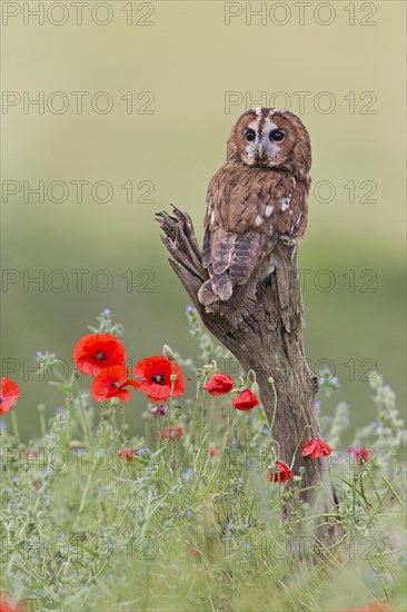 Tawny Owl