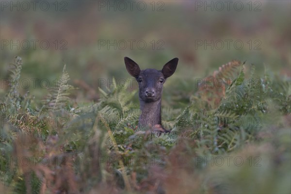 Fallow Deer