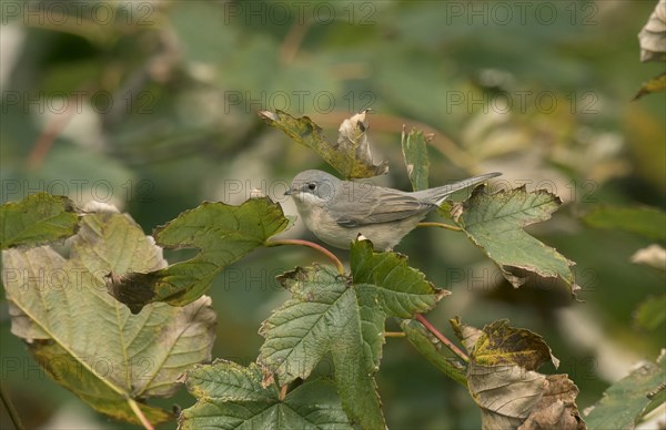 Subalpine Warbler