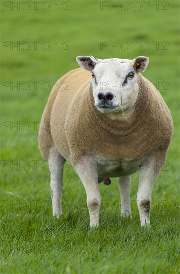 Texel rams ready for autumn sales on pasture