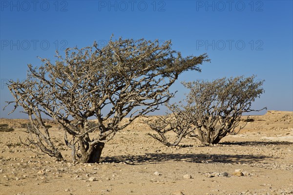 Incense trees in Wadi Doka