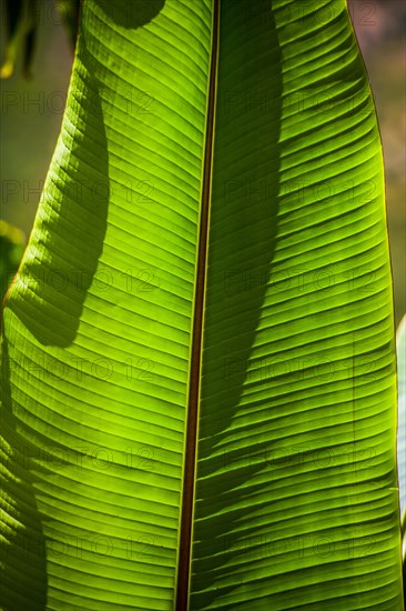 Banana leaf