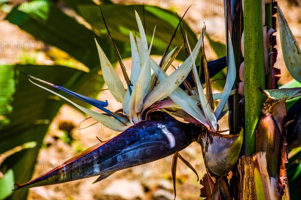 Banana Blossom