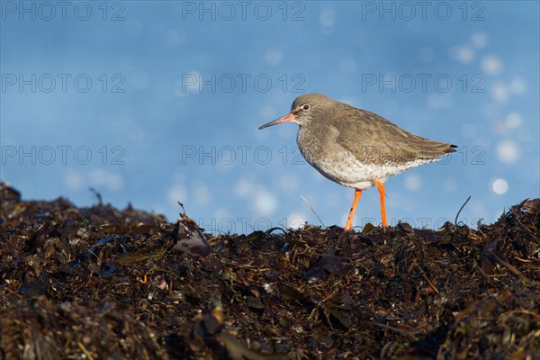 Adult Redshank