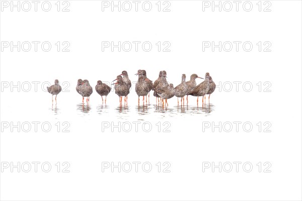 Group of adult Redshanks