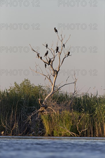 Great Cormorant