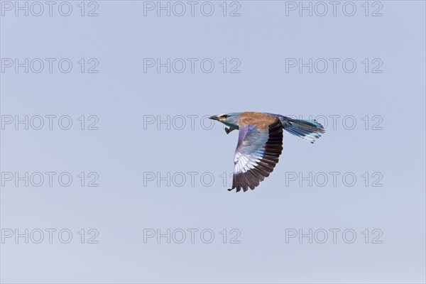 European Roller