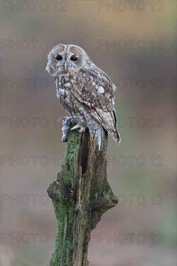 Tawny Owl