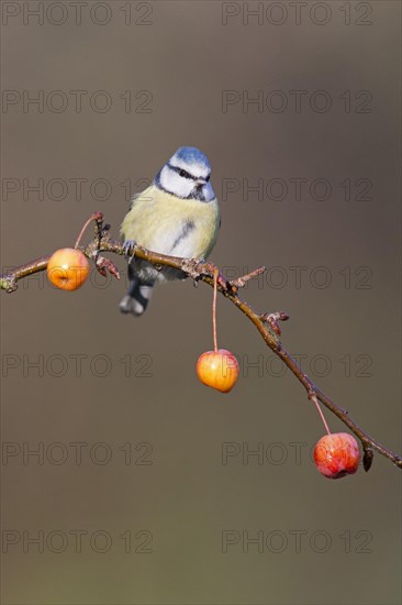 Blue Tit