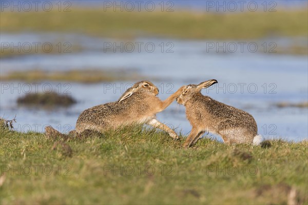 European Hare