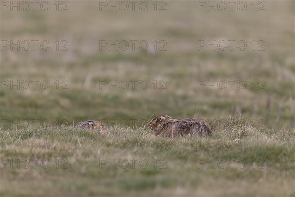 European Hare