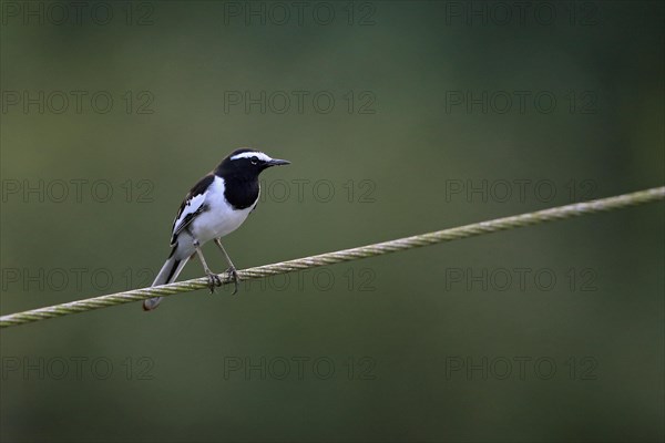 White-browed Wagtail