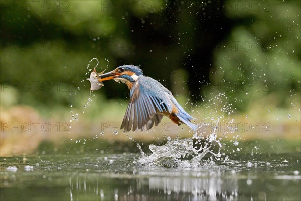 Common Kingfisher