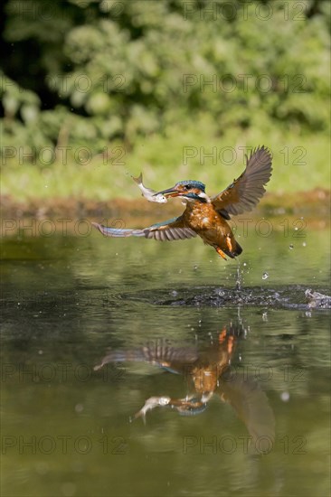 Common Kingfisher