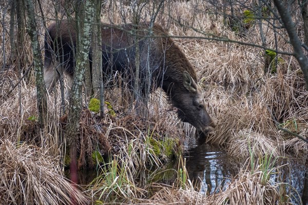 European Elk