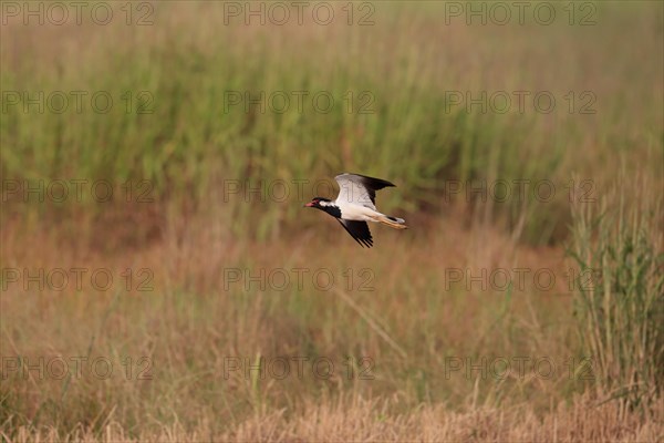 Red-wattled Lapwing