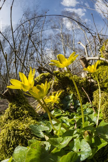 Lesser Celandine