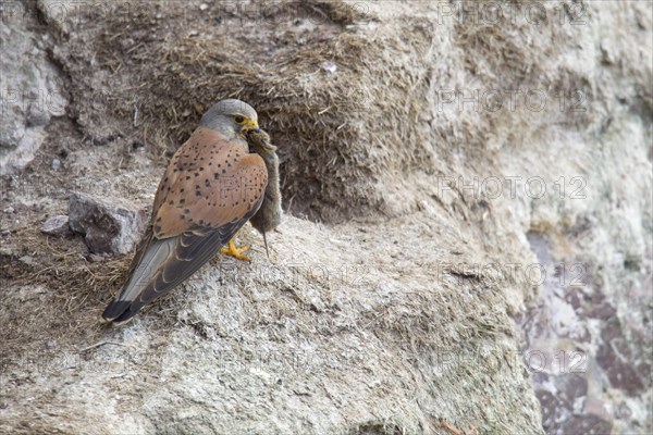 Common Kestrel