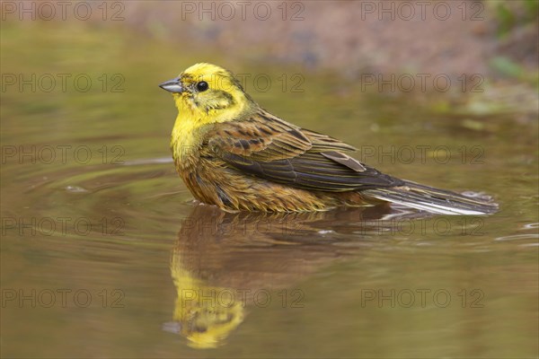 Yellowhammer