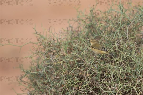 Eurasian Chiffchaff