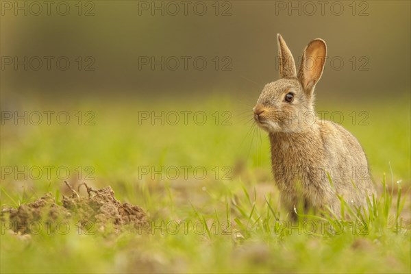 European Rabbit