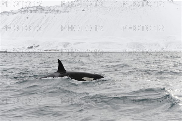 North Atlantic Killer Whale