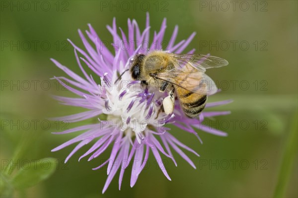 Western Honey Bee