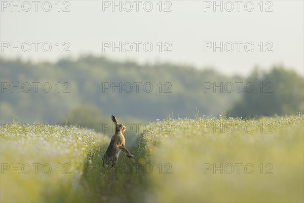 European Hare