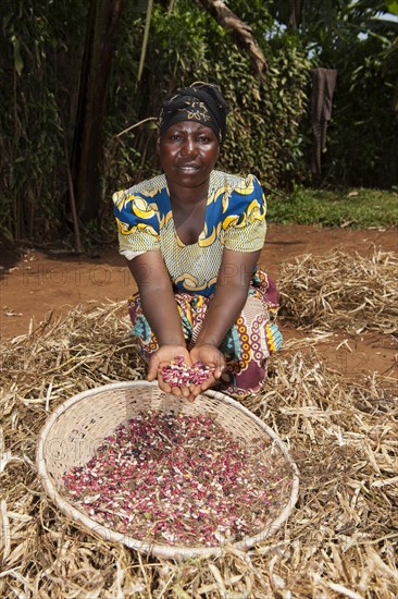 Rwandan farmer sorting harvested beans from chaff by throwing them in the air and catching in a basket