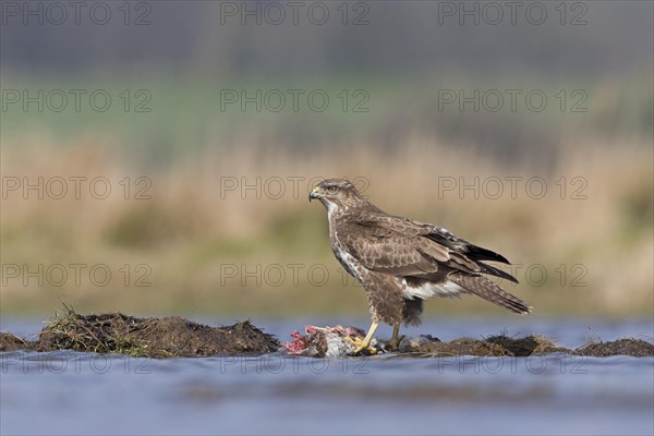 Common Buzzard