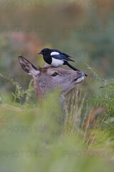 Red Deer