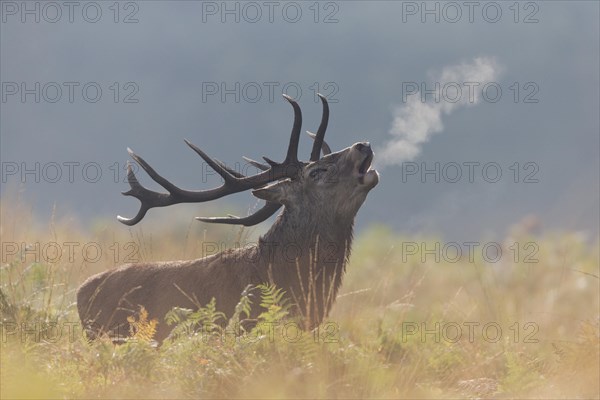 Red Deer