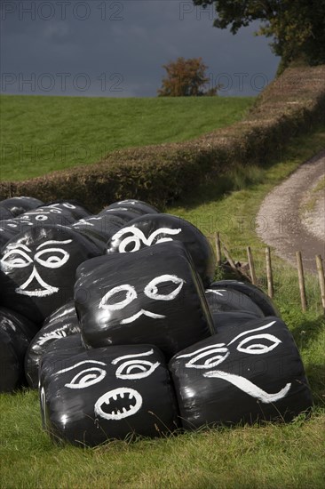 Round bales of silage wrapped in plastic film