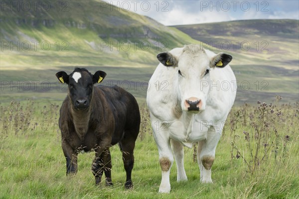 Pedigree British Blue cow and calf in upland pasture in the Yorkshire Dales