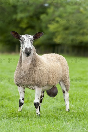 Blue Faced Leicester ram in lush pasture