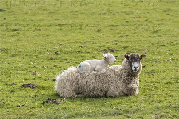 Mule ewe with lamb sleeping on its back. Wensleydale