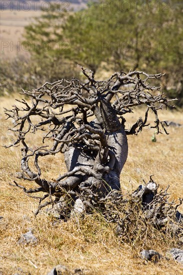 Desert rose in the plateau of Jebel Samhan