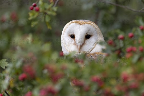 Barn Owl