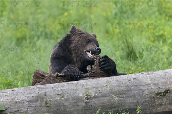 European Brown Bear