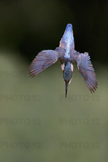 Common Kingfisher