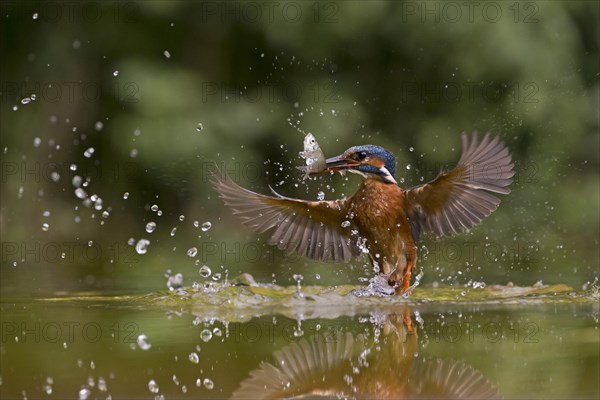 Common Kingfisher